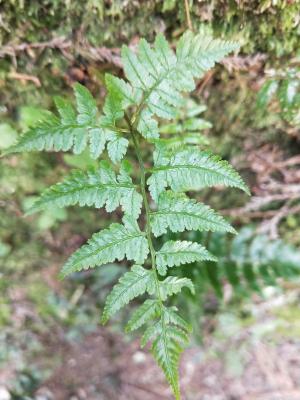 高山蹄蓋蕨