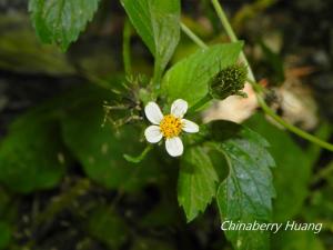 小白花鬼針