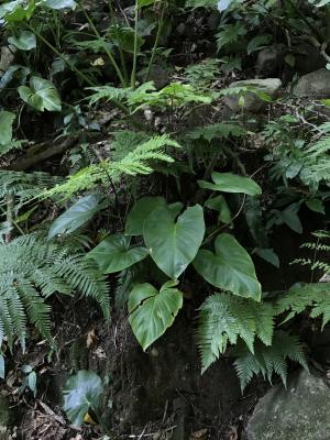 菲律賓扁葉芋