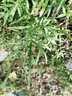 劍葉鳳尾蕨 (箭葉鳳尾蕨)