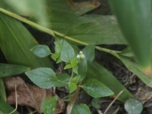 勝紅薊 (藿香薊)