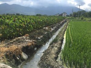 東干城農田，左上為芋頭田，右下為稻田