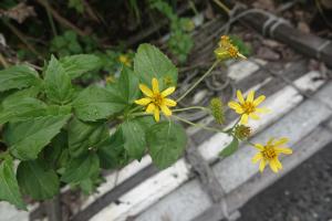 雙花蟛蜞菊