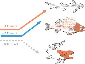盾皮魚與現代魚類