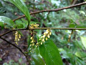 山桂花