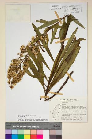 Blumea laciniata (Roxb.) DC._標本_BRCM 3779