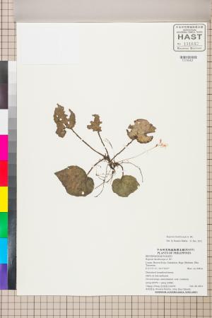 Begonia rhombicarpa標本_BRCM 2556