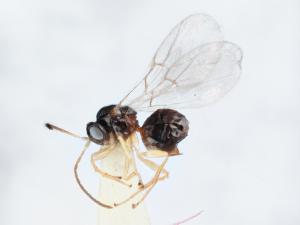 Cycloneuroterus tumiclavus 雌蟲