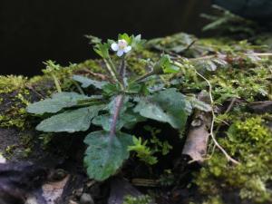 阿里山通泉草