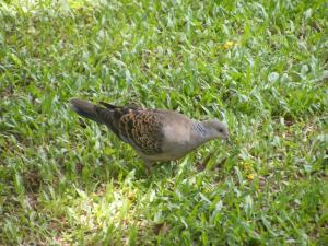 金背鳩