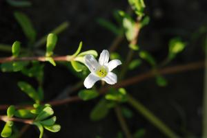 假馬齒莧 (過長沙)