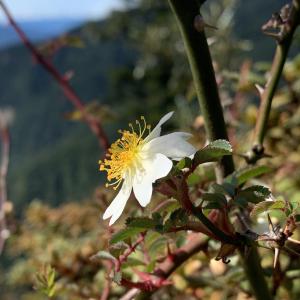 高山薔薇