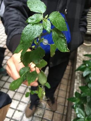 鐵莧菜 朴草