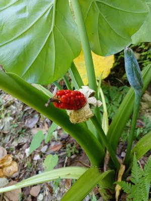 海芋