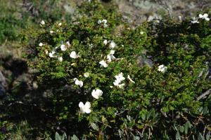 玉山野薔薇