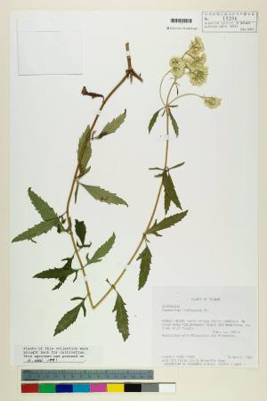 Eupatorium lindleyanum DC._標本_BRCM 5757