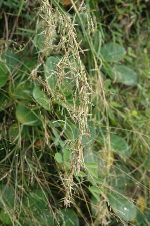 野香茅（海南植物志）