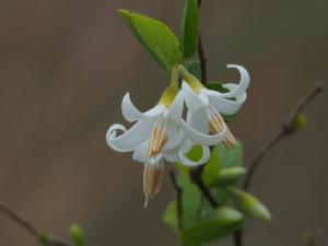 臺灣野茉莉