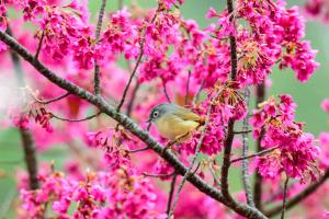 繡眼畫眉