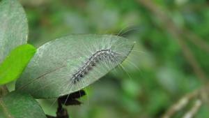 閃光苔蛾