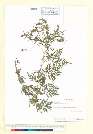 Ambrosia artemisiifolia L._標本_BRCM 5657