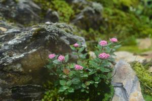 玉山繡線菊