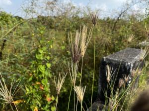 虎尾草、刺虎尾草、孟仁草