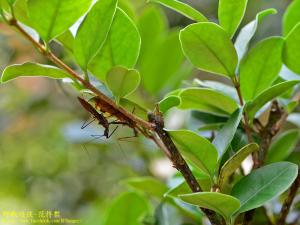 白斑素獵椿象 (六刺素獵椿象)