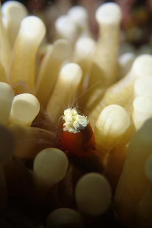 Mushroom Coral Shrimp