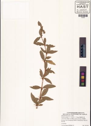 Berberis pengii C. C. Yu & K. F. Chung_標本_BRCM 6046