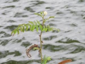 刺軸含羞木