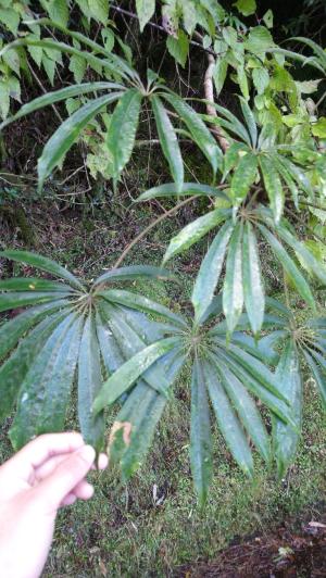 高山鴨腳木