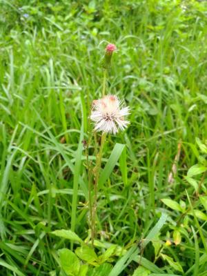 野茼蒿