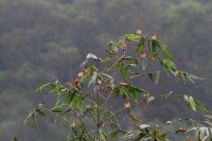 花雀