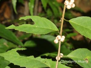 山桂花