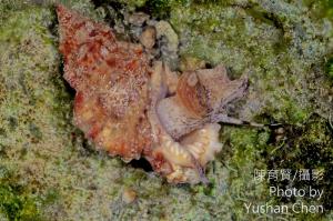 果粒蛙螺 