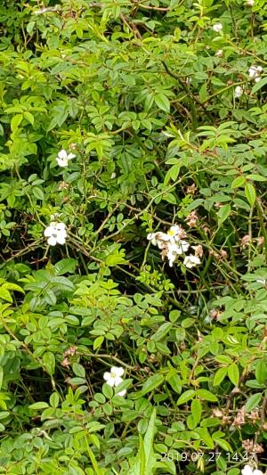 高山薔薇