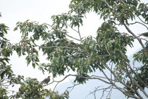 紅頭綠鳩(台灣亞種)