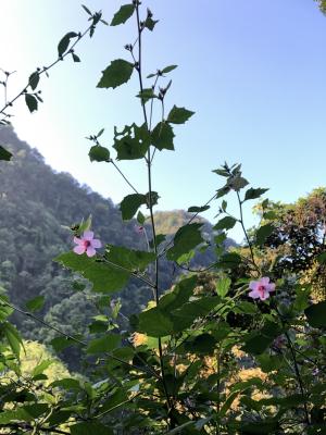 地桃花 (肖梵天花)