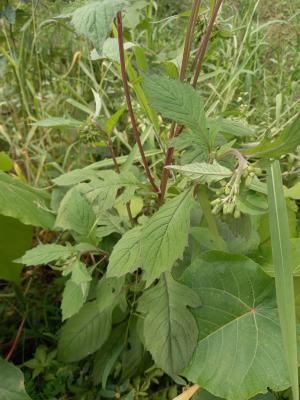 野茼蒿