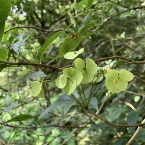 華八仙(華南分布)