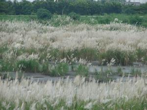 甜根子草