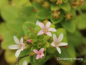 茅毛珍珠菜