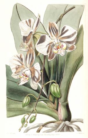 Phalaenopsis aphrodite subsp. aphrodite (as Phalaenopsis amabilis Lindl.)