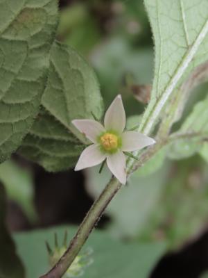 雙花龍葵