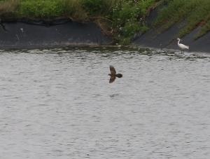 珠頸斑鳩