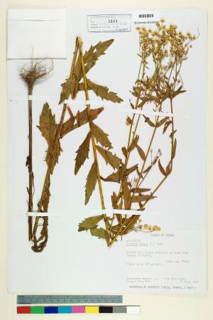 Erigeron annuus (L.) Pers._標本_BRCM 5040