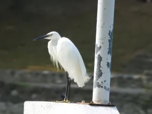 小白鷺