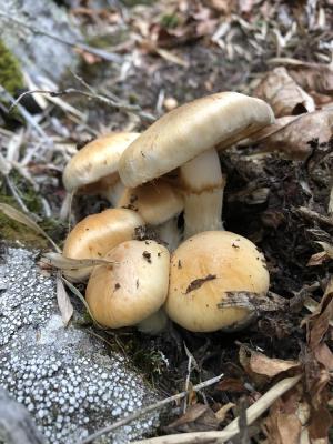 Cortinarius claricolor(明亮絲膜菌)