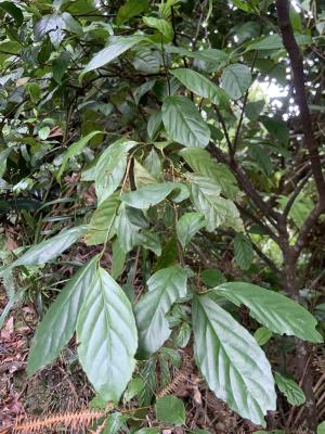 臺灣山桂花